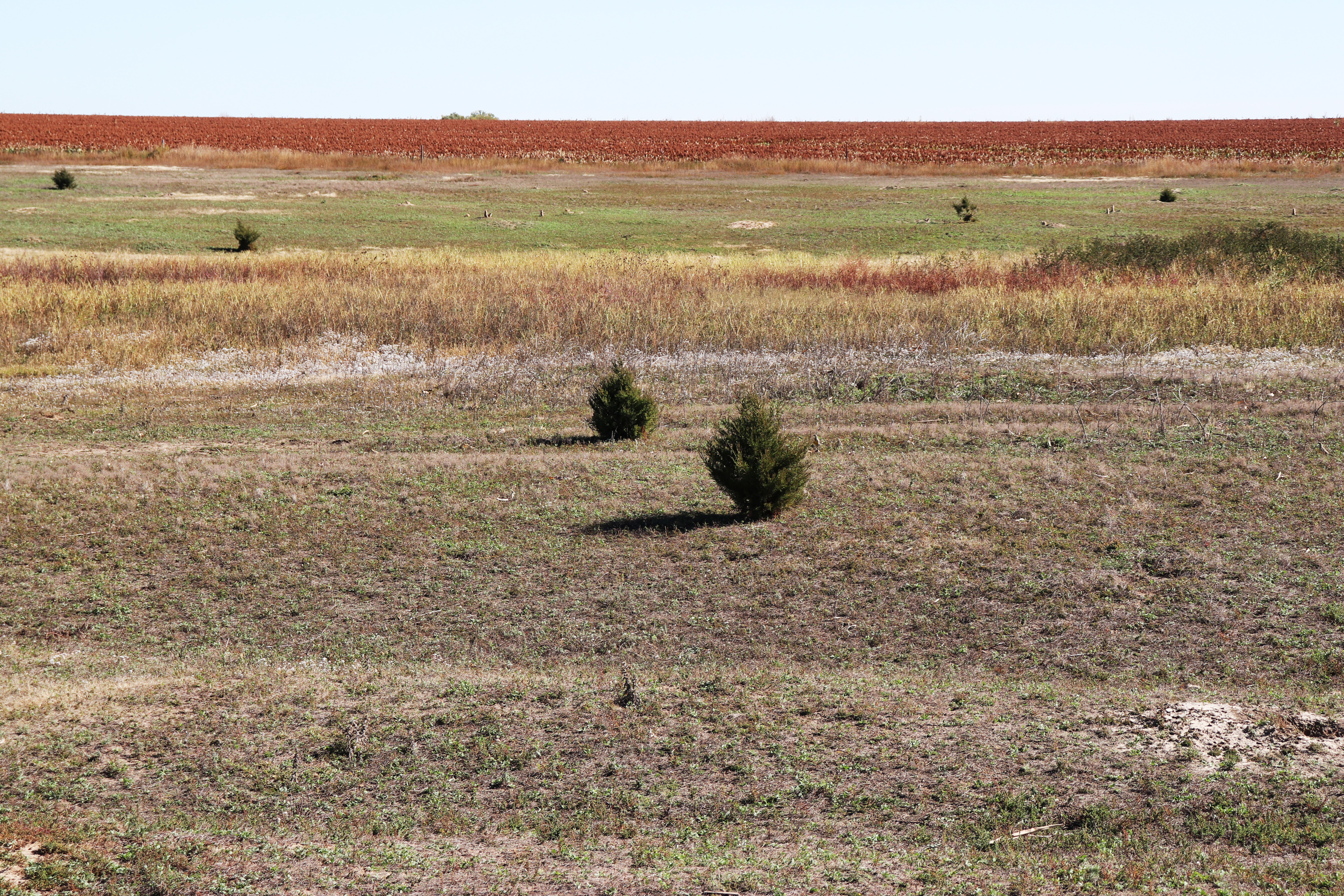 Santa Fe Trail swales (horizontal) and prairie dog colony (beyond tall grass) at Fort Larned National Historic Site.